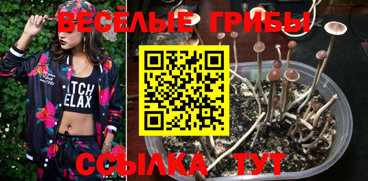 Галлюциногенные грибы Psilocybine cubensis Ухта